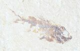 Bargain, Cretaceous Fossil Fish - Lebanon #53957-1